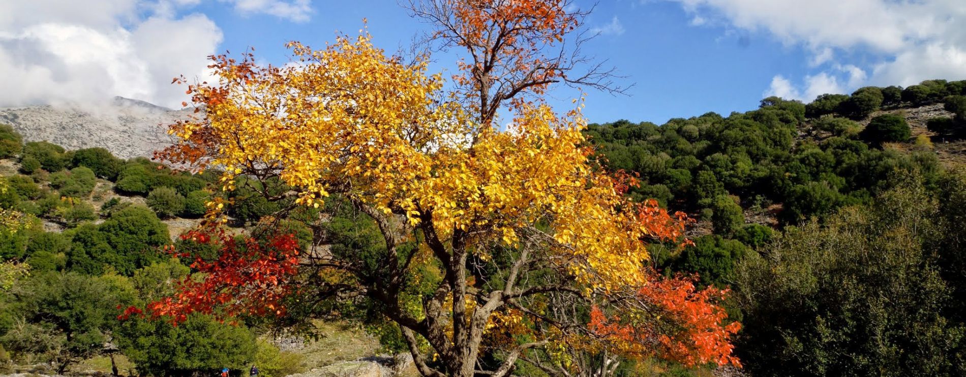 Lassithi Plateau